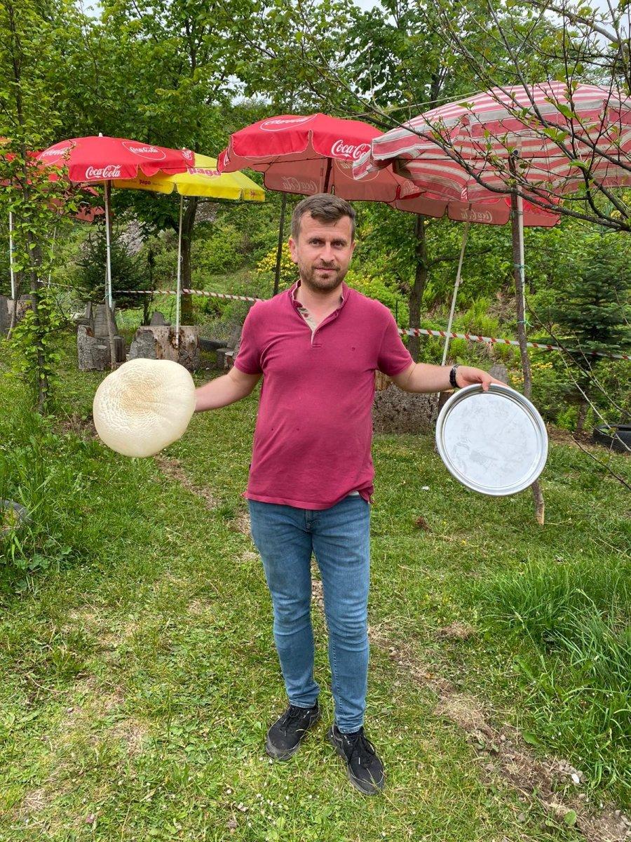 Ordu'da heverek mantarı bereketi