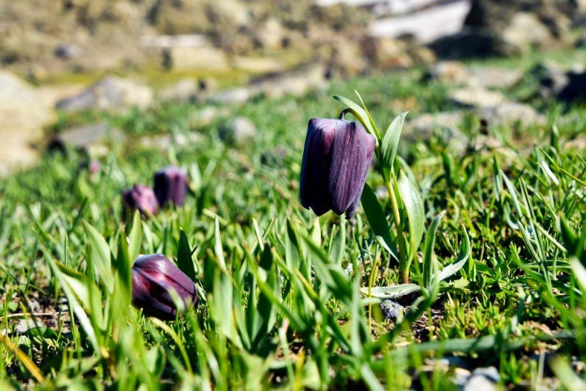 Gümüşhane Artabel Gölleri Tabiat Parkı ziyaretçi akınına uğruyor