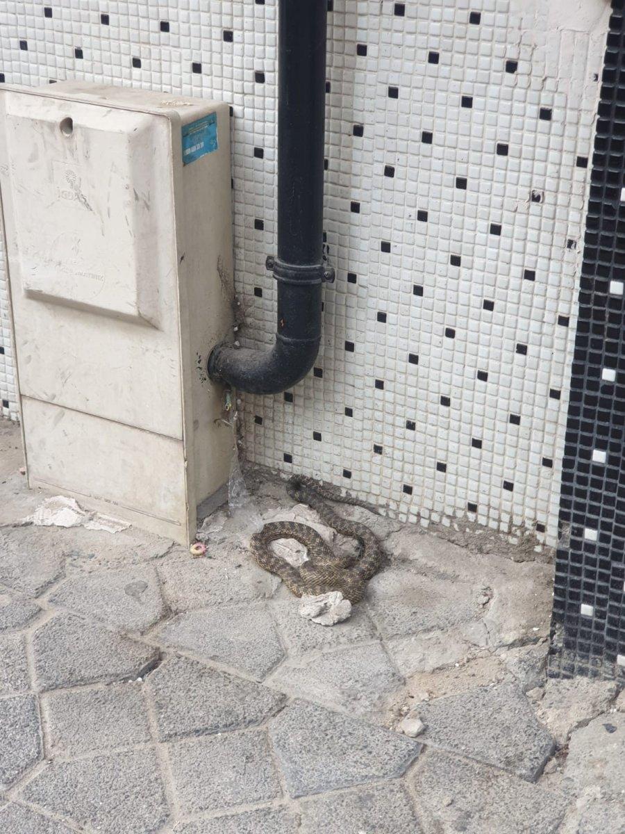Zeytinburnu'nda mahalleye giren yılan panik yarattı