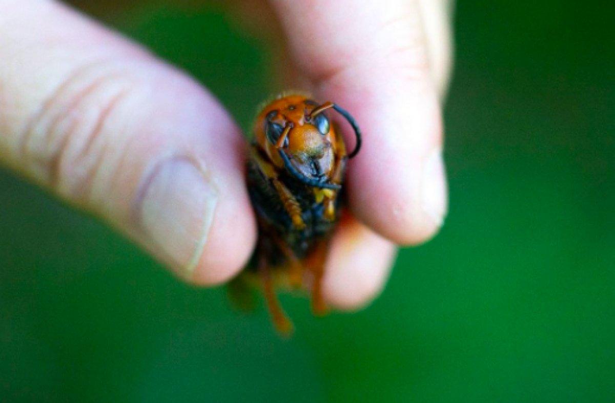 ABD'de 2021'in ilk katil eşek arısı görüldü