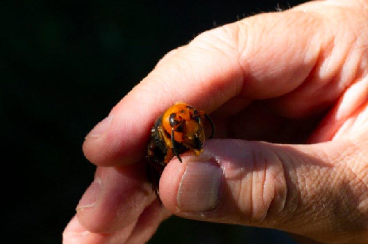 ABD'de 2021'in ilk katil eşek arısı görüldü