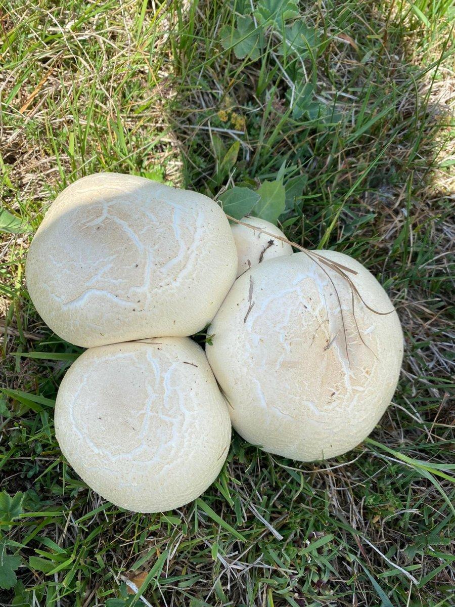 Ordu'da heverek mantarı bereketi