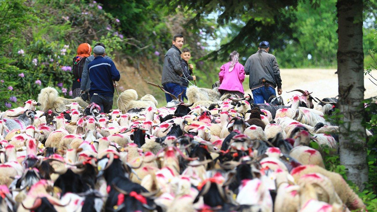 Sakarya'da yaylacıların renkli yolculuğu