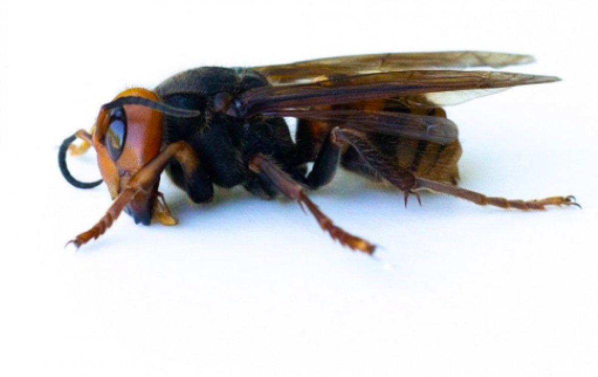 ABD'de 2021'in ilk katil eşek arısı görüldü