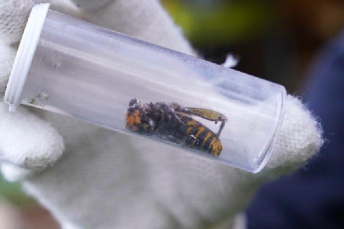 ABD'de 2021'in ilk katil eşek arısı görüldü