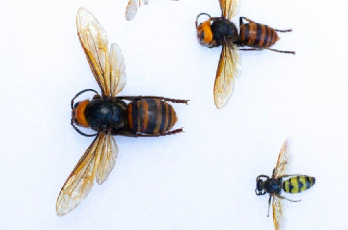 ABD'de 2021'in ilk katil eşek arısı görüldü