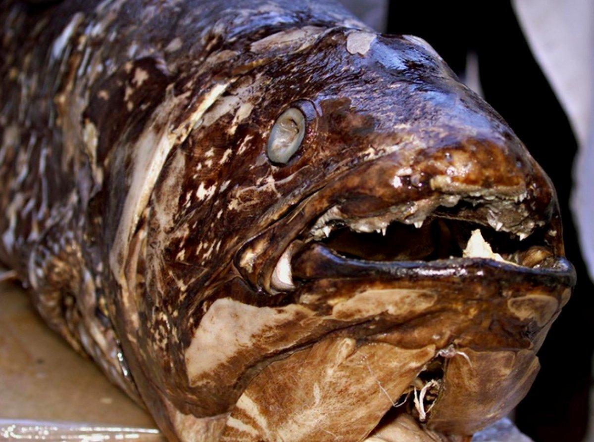 Yaşayan fosil lakaplı balık 100 yıl yaşıyor, hamileliği 5 yıl sürüyor