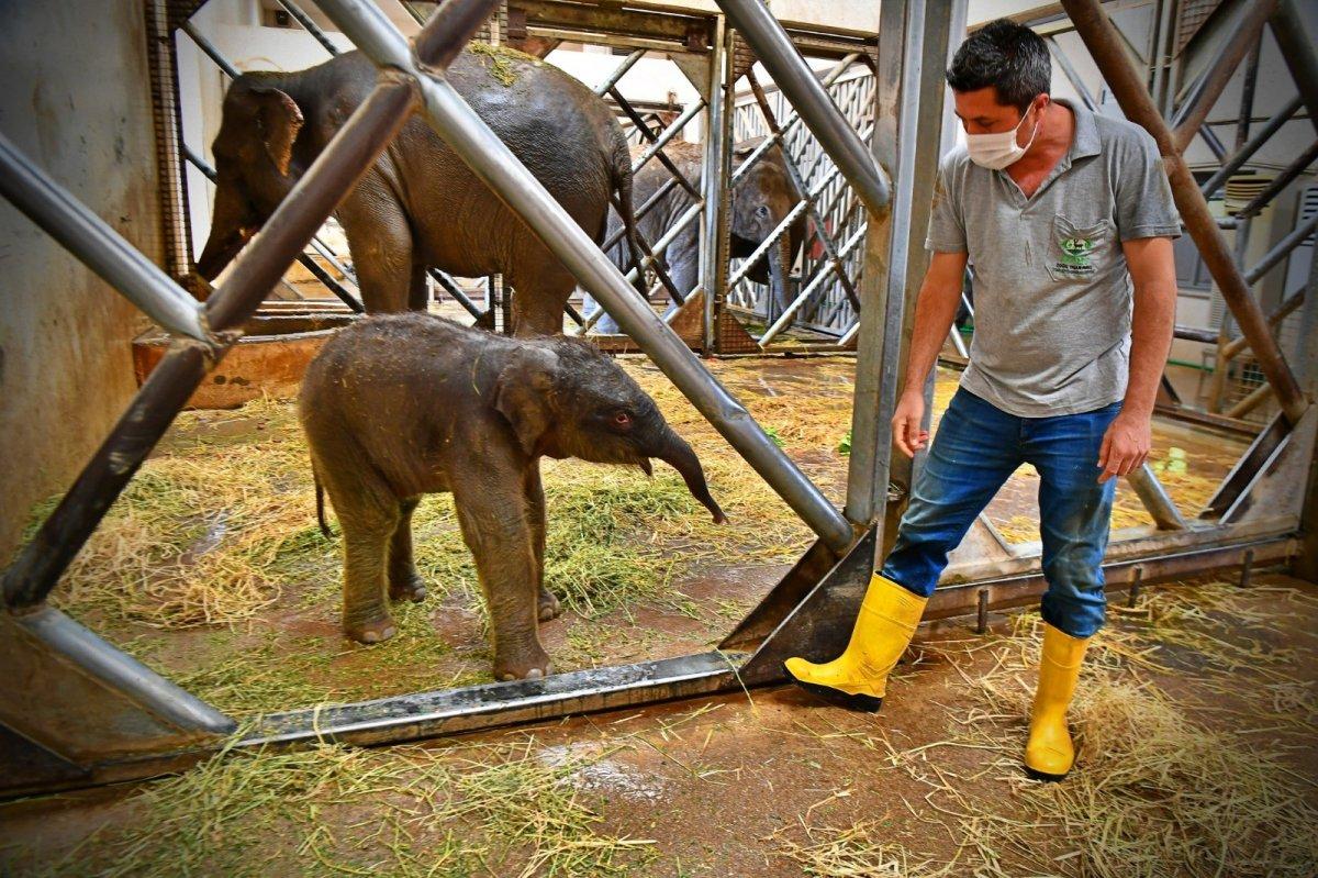 İzmir’in fil ailesi üçüncü yavrusuna kavuştu
