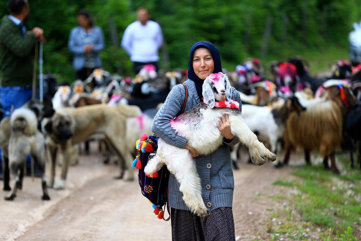 Sakarya'da yaylacıların renkli yolculuğu
