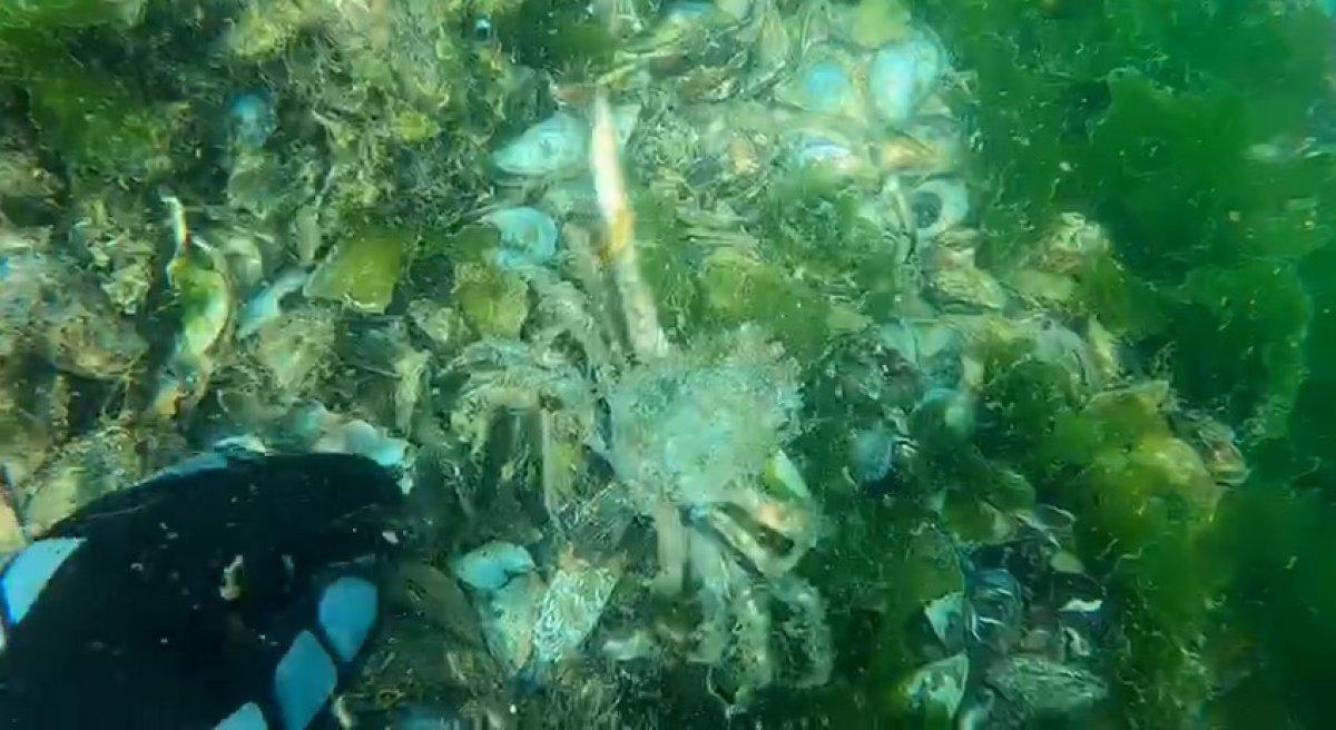 Müsilajın deniz altındaki tahribatı böyle görüntülendi