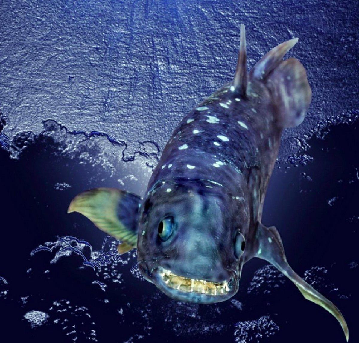 Yaşayan fosil lakaplı balık 100 yıl yaşıyor, hamileliği 5 yıl sürüyor