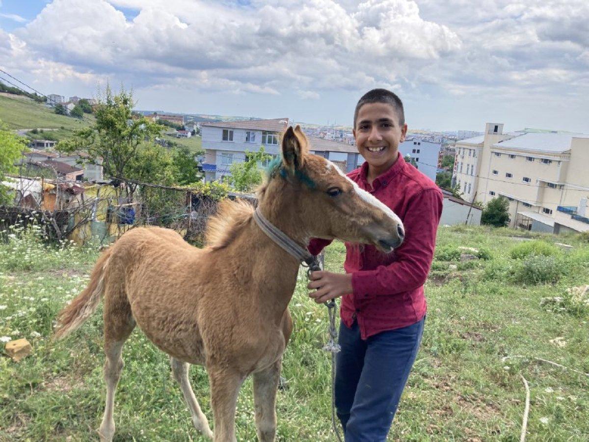 Arnavutköy'de atlarına araba çarptı, 23 bin 467 liralık tebligat geldi