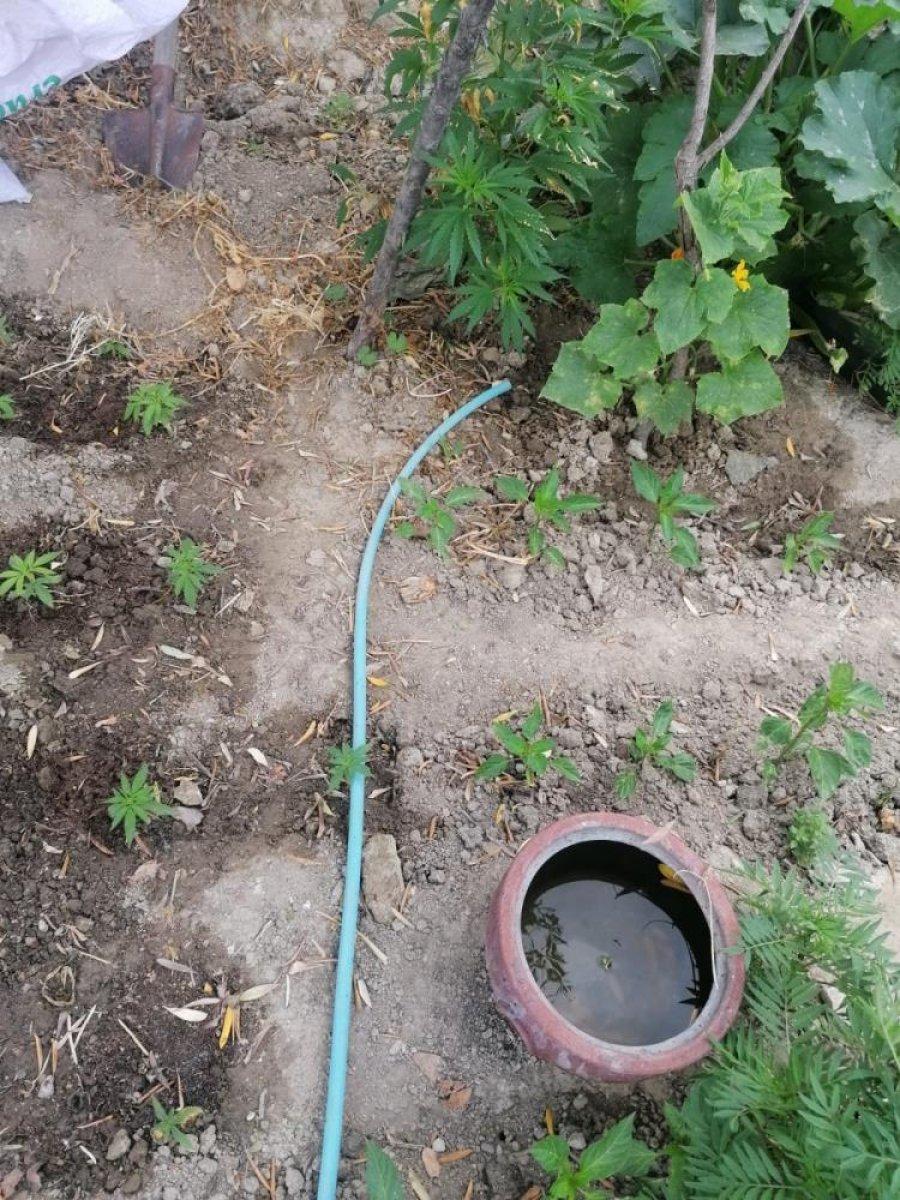 Manisa'da evinin bahçesinde kenevir yetiştiren yaşlı kadın gözaltına alındı