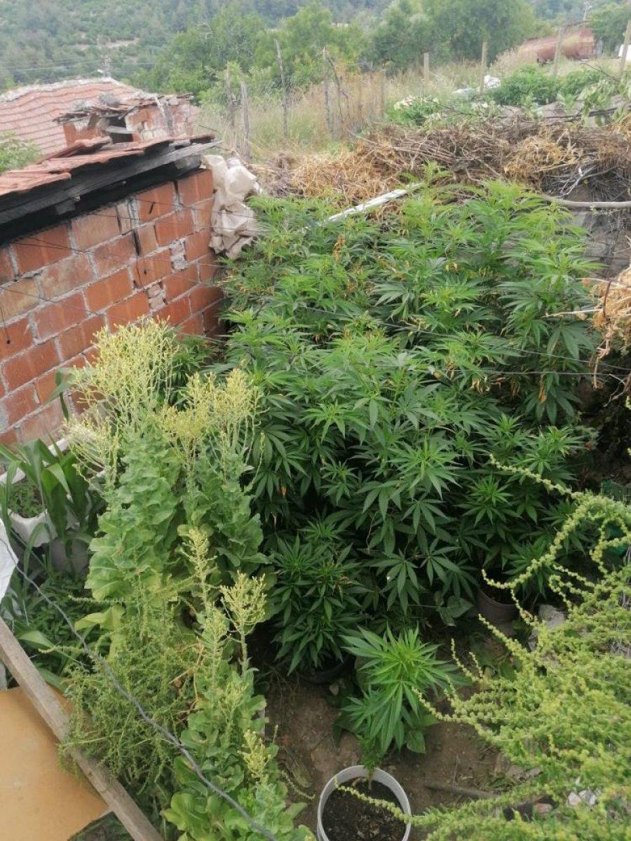 Manisa'da evinin bahçesinde kenevir yetiştiren yaşlı kadın gözaltına alındı