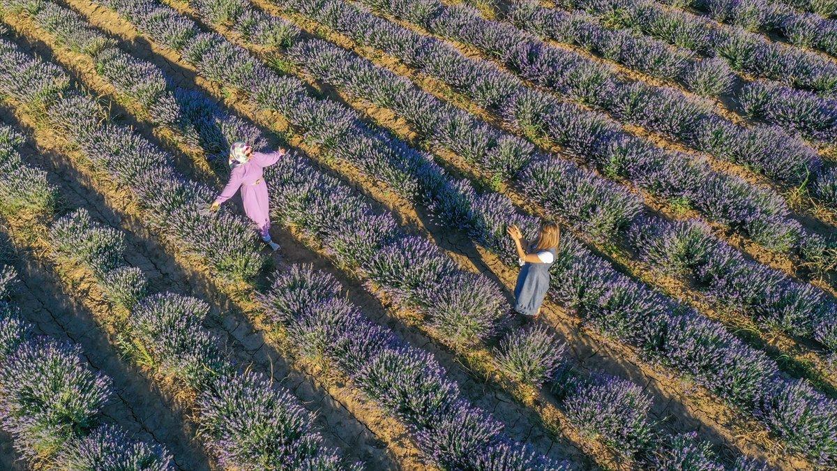 Lavanta bahçeleri ziyaretçisini bekliyor