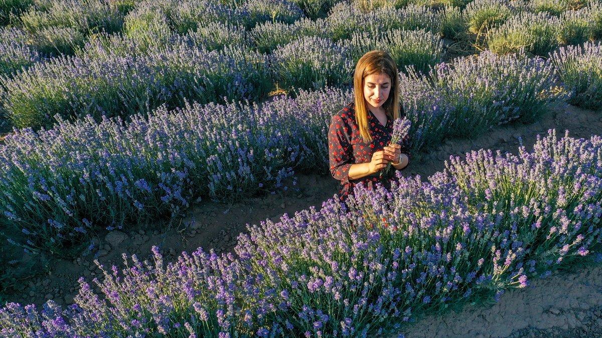 Lavanta bahçeleri ziyaretçisini bekliyor