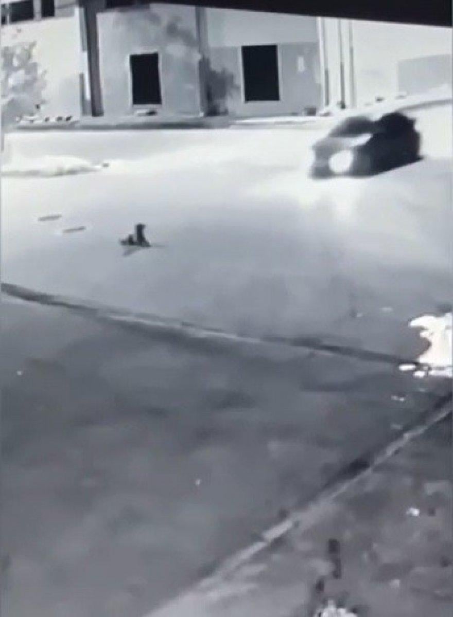 Bursa'da bir sürücü yol ortasında yatan köpeği ezdi