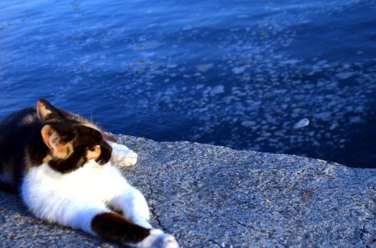 Avcılar sahili müsilajla kaplandı