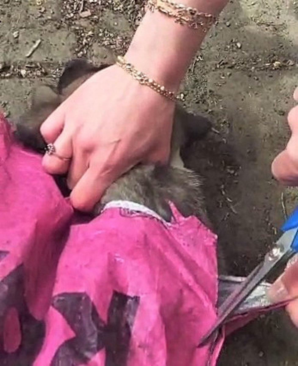 Denizli'de yavru köpeği çuvala koyup, ağzını sıkı sıkıya bağladılar