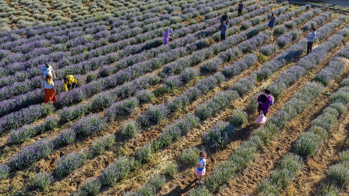 Lavanta bahçeleri ziyaretçisini bekliyor