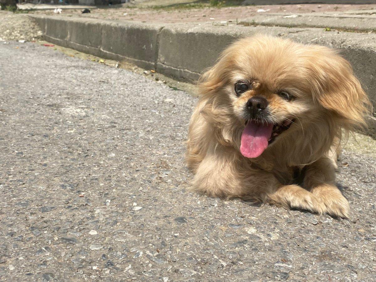 İstanbul'da komşuların sopalı 'köpek' kavgası: 7 gözaltı