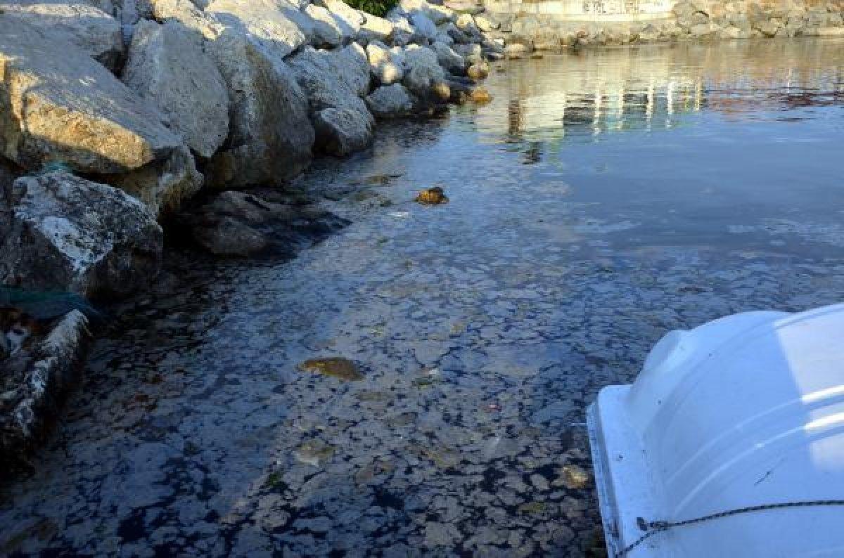 Avcılar sahili müsilajla kaplandı