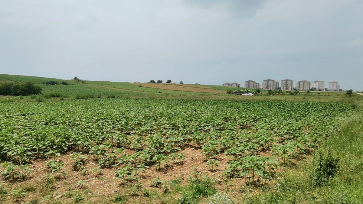 Bursa'da tarlası izinsiz ekildi, koyduğu tabela ile iz sürmeye başladı