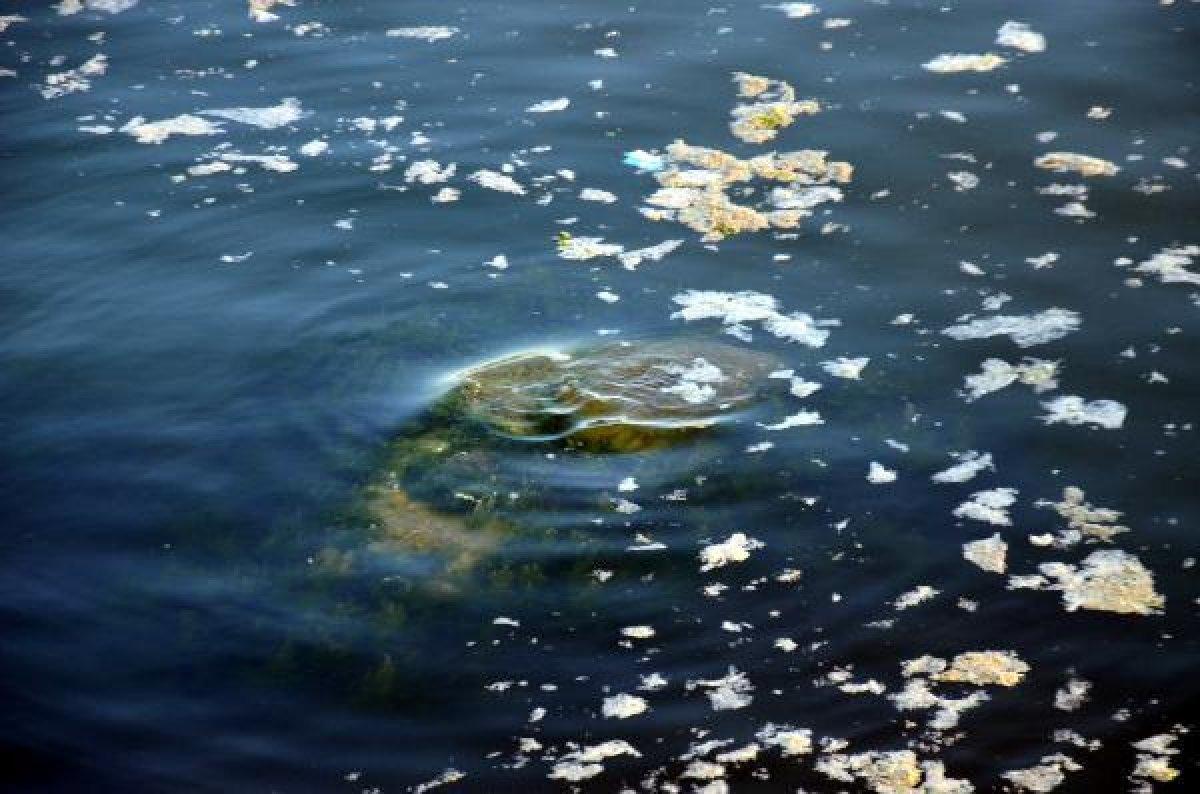 Avcılar sahili müsilajla kaplandı