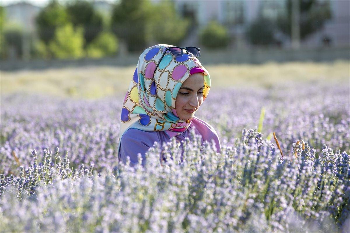Lavanta bahçeleri ziyaretçisini bekliyor