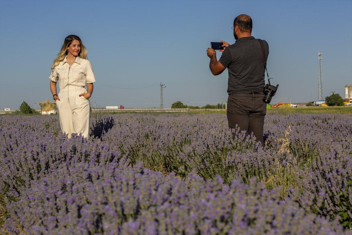 Lavanta bahçeleri ziyaretçisini bekliyor