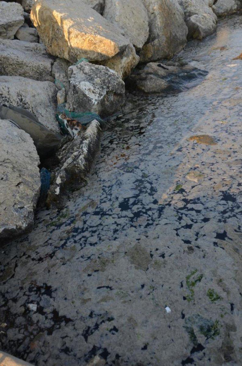 Avcılar sahili müsilajla kaplandı