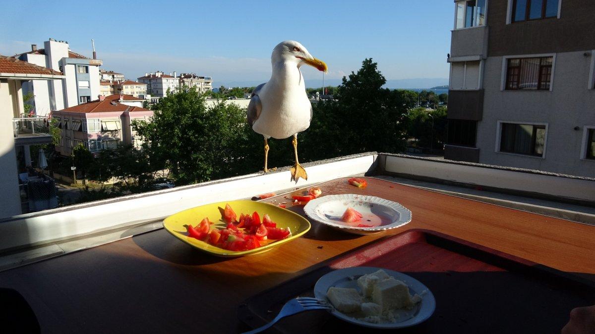 İstanbul'da yemeklerini martılarla beraber balkonunda yiyor