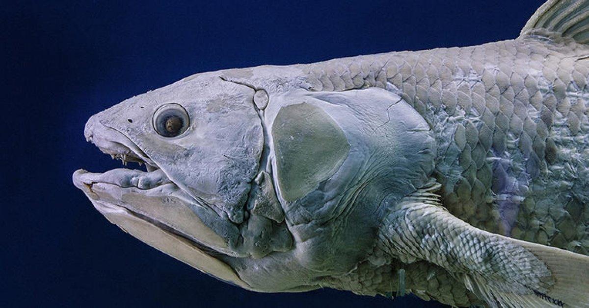 Coelacanth