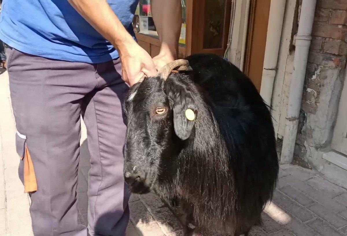 Bursa’da kurbanlık keçi kaçtı, trafik altüst oldu