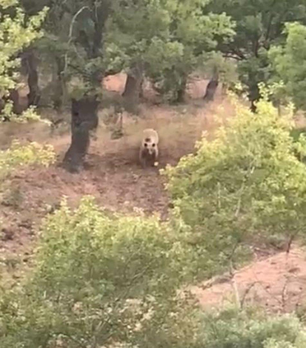 Tunceli’de anne ayı, sudan korkan yavrusu için geri döndü