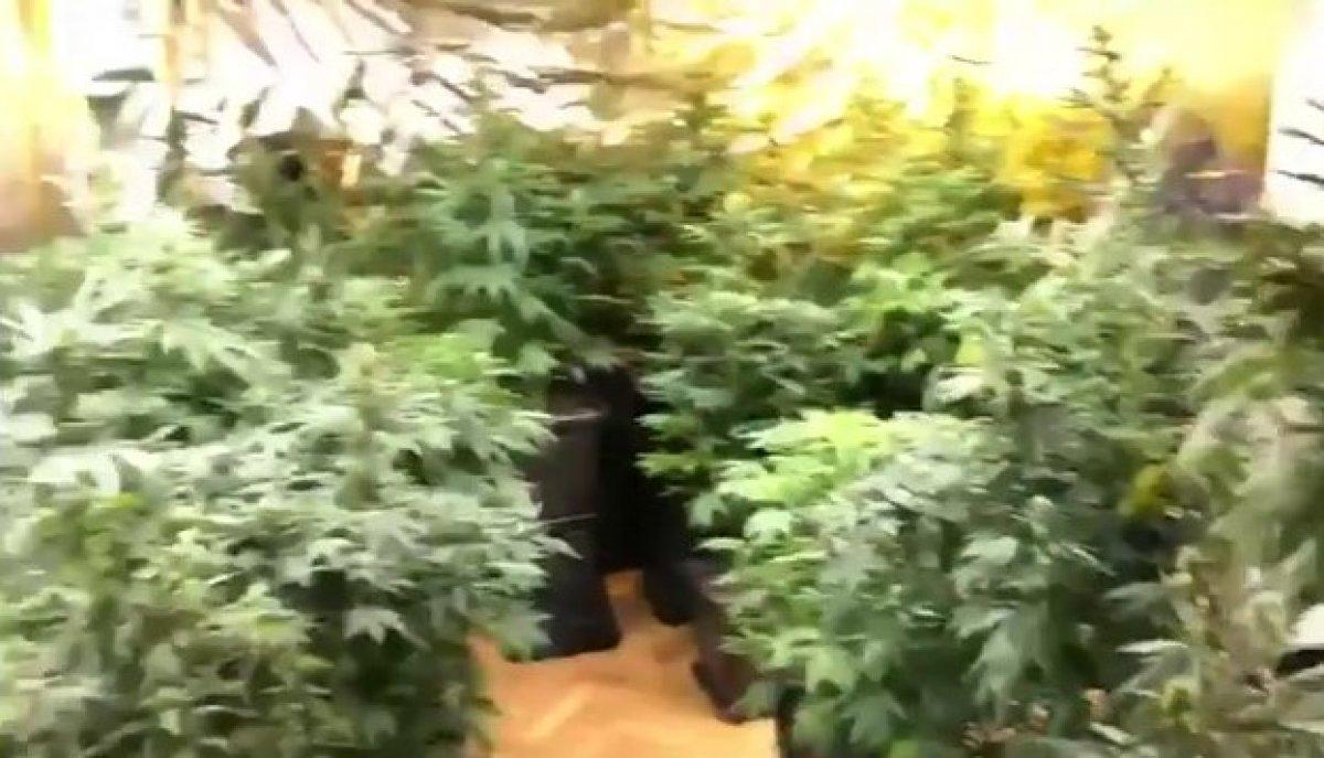 Beylikdüzü’nde deniz manzaralı villadan uyuşturucu serası çıktı