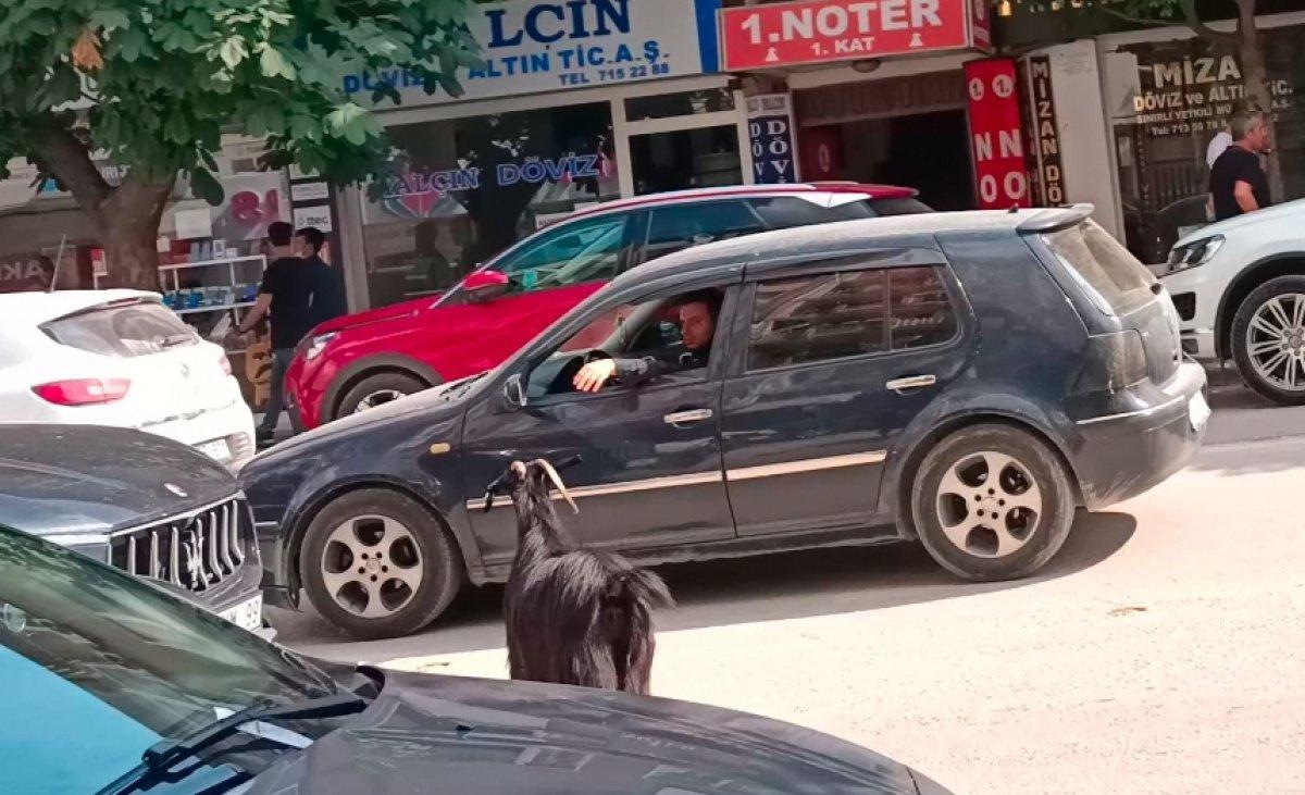 Bursa’da kurbanlık keçi kaçtı, trafik altüst oldu