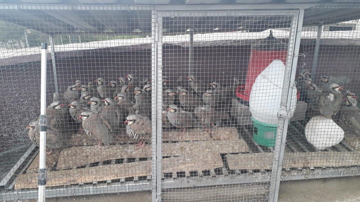 Konya’da keklik besleyen şahsa 61 bin lira ceza