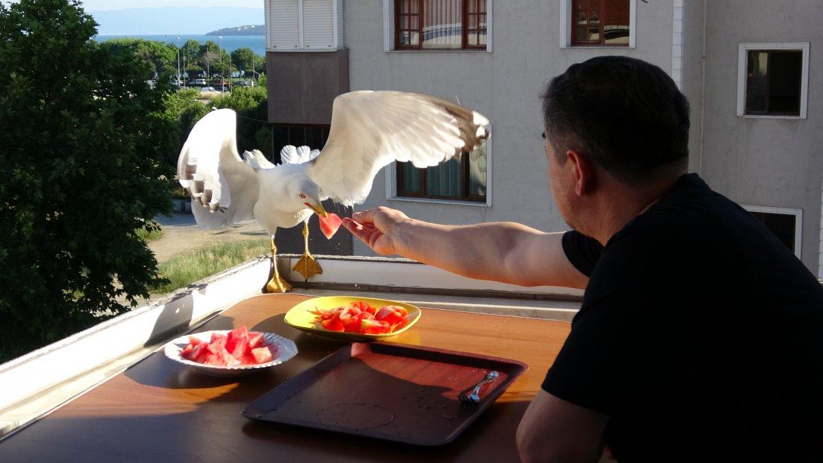İstanbul'da yemeklerini martılarla beraber balkonunda yiyor