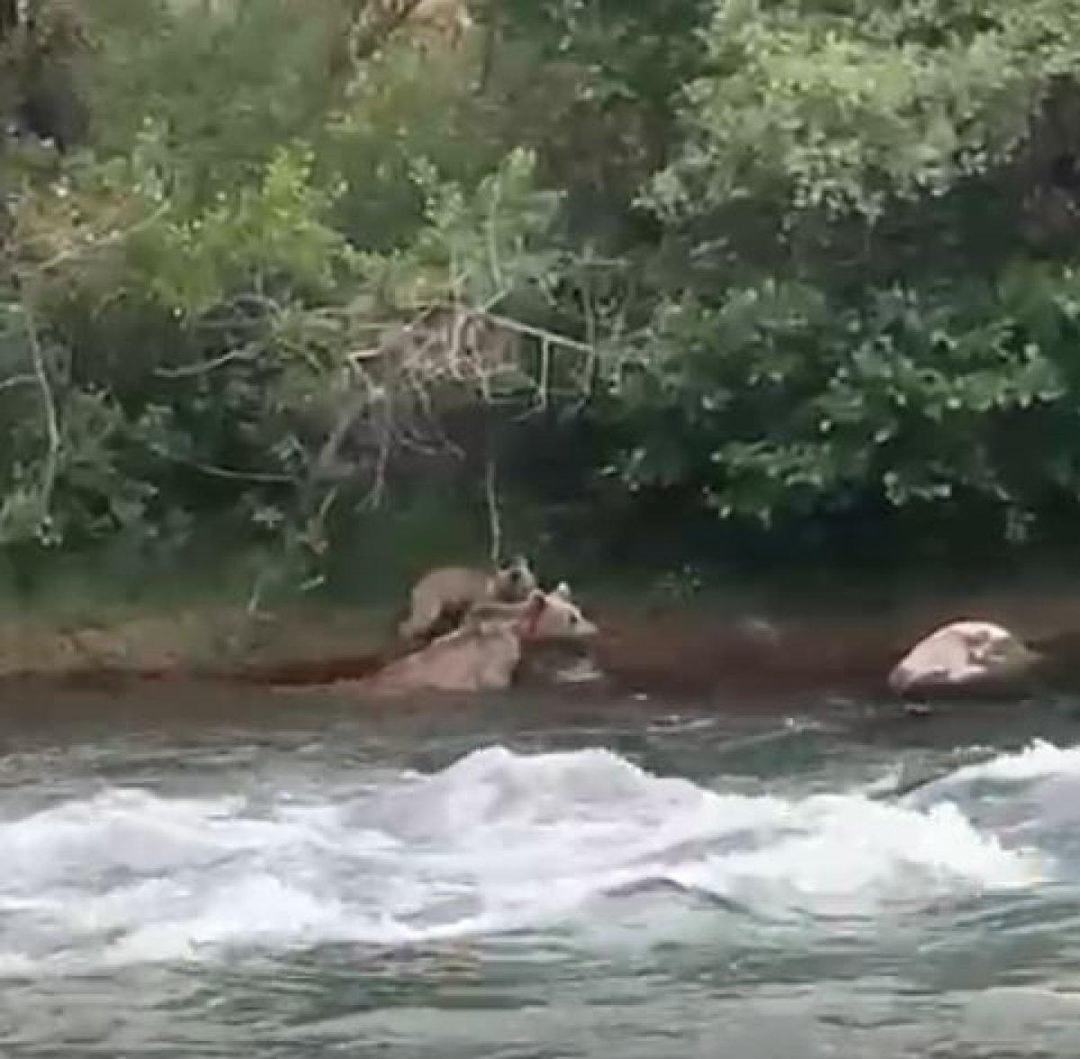 Tunceli’de anne ayı, sudan korkan yavrusu için geri döndü