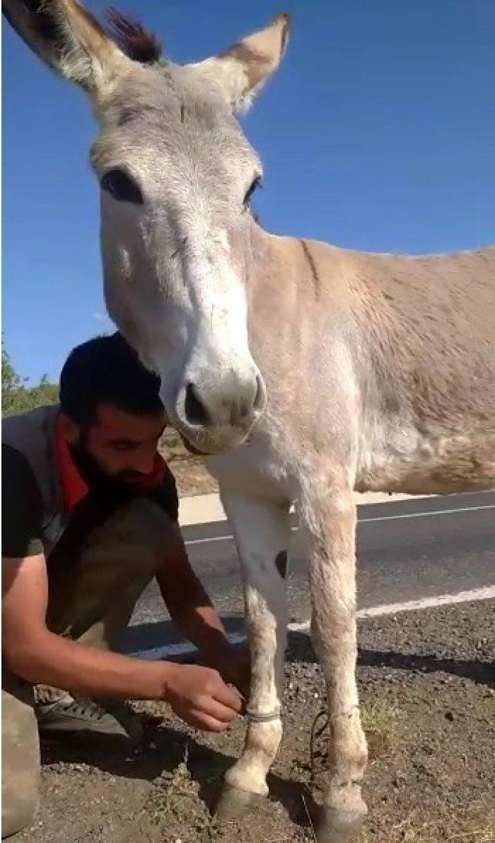 Bingöl’de iki ayağı bağlı eşeği vatandaşlar kurtardı