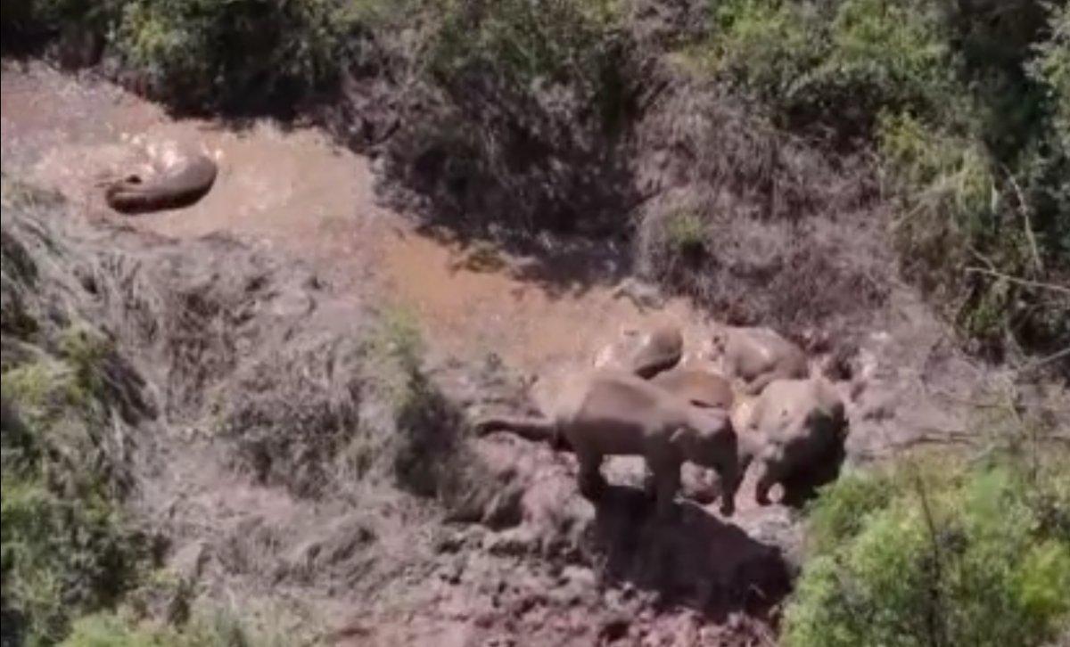 Çin’de fil yavrusunun 'çamur banyosu' keyfi