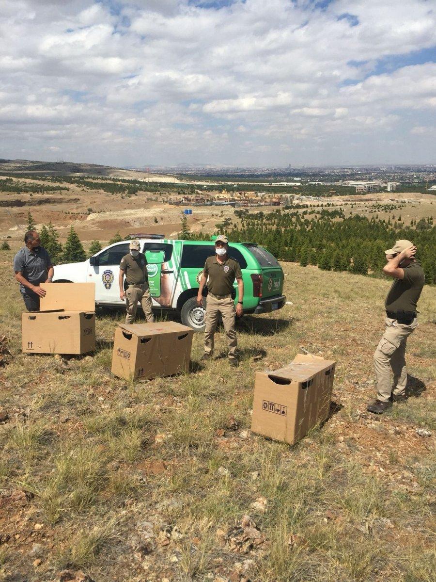 Konya’da keklik besleyen şahsa 61 bin lira ceza