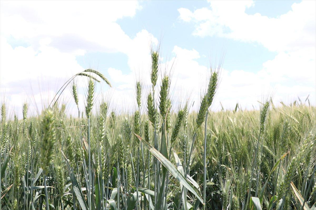 Dünyada buğday fiyatları yükseldi