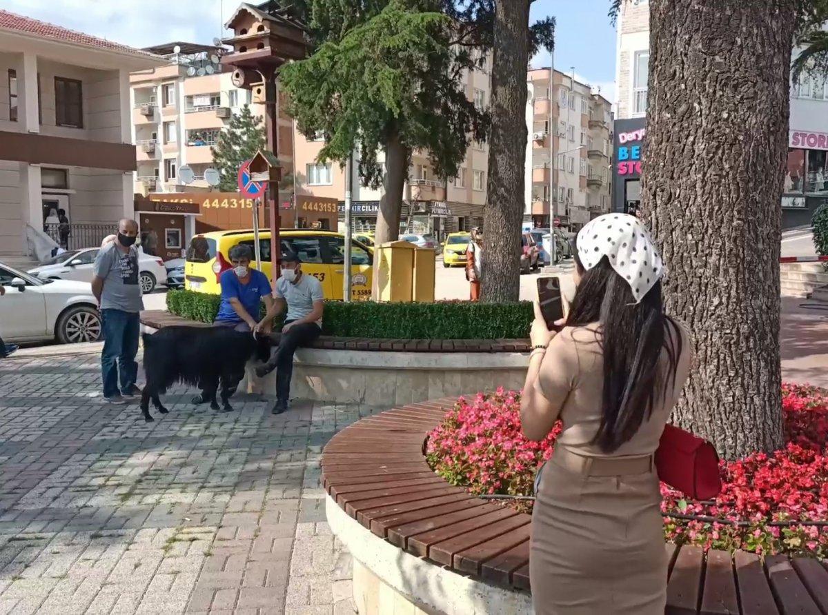 Bursa’da kurbanlık keçi kaçtı, trafik altüst oldu
