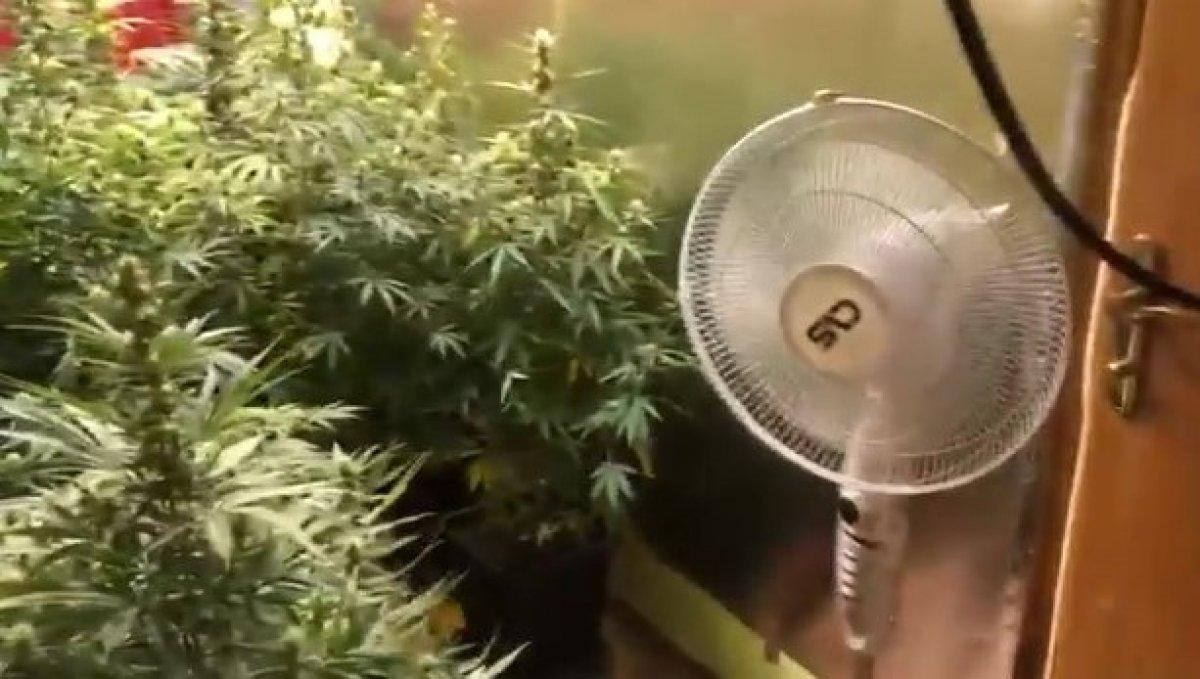 Beylikdüzü’nde deniz manzaralı villadan uyuşturucu serası çıktı