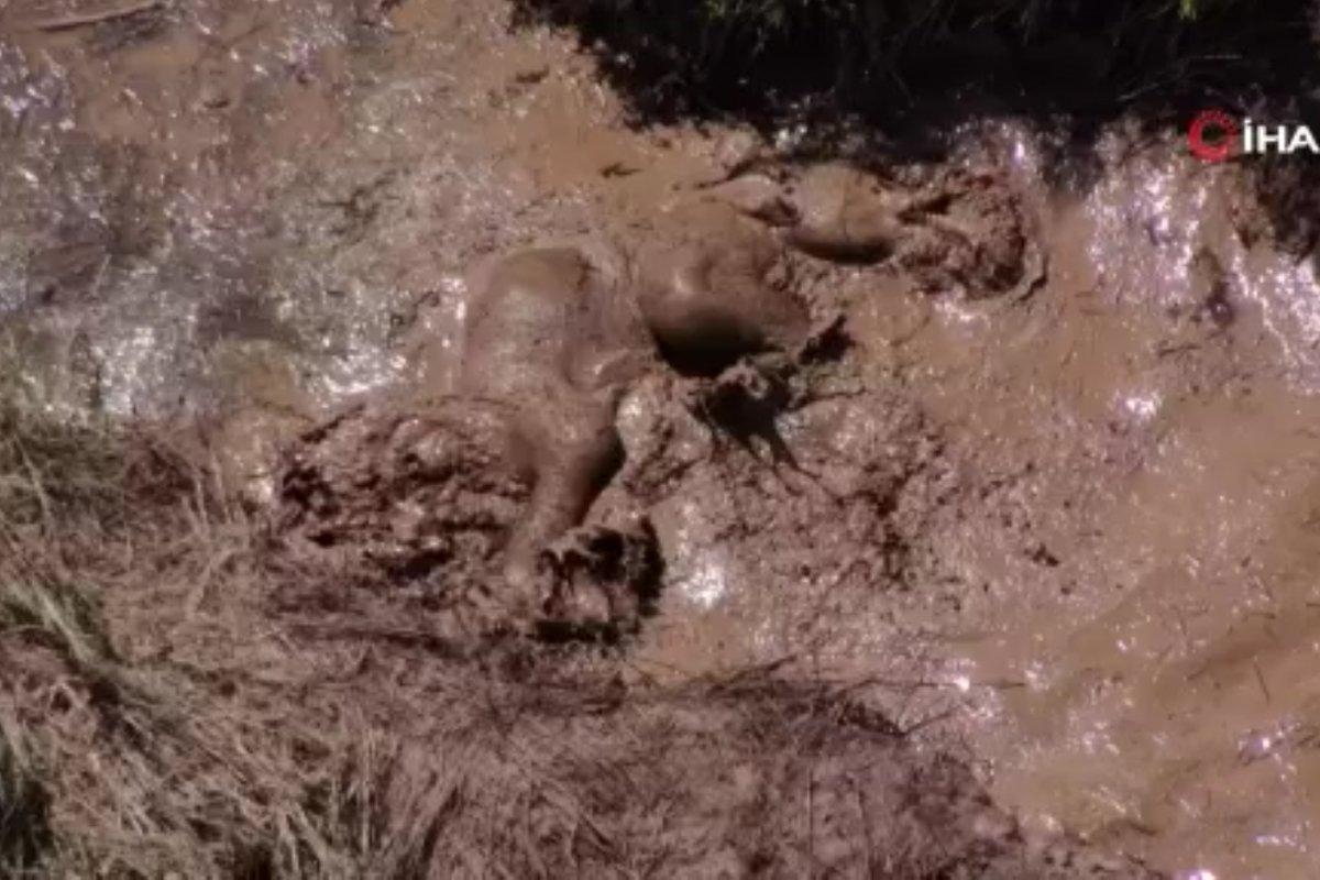 Çin’de fil yavrusunun 'çamur banyosu' keyfi