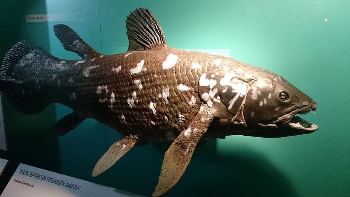 Coelacanth