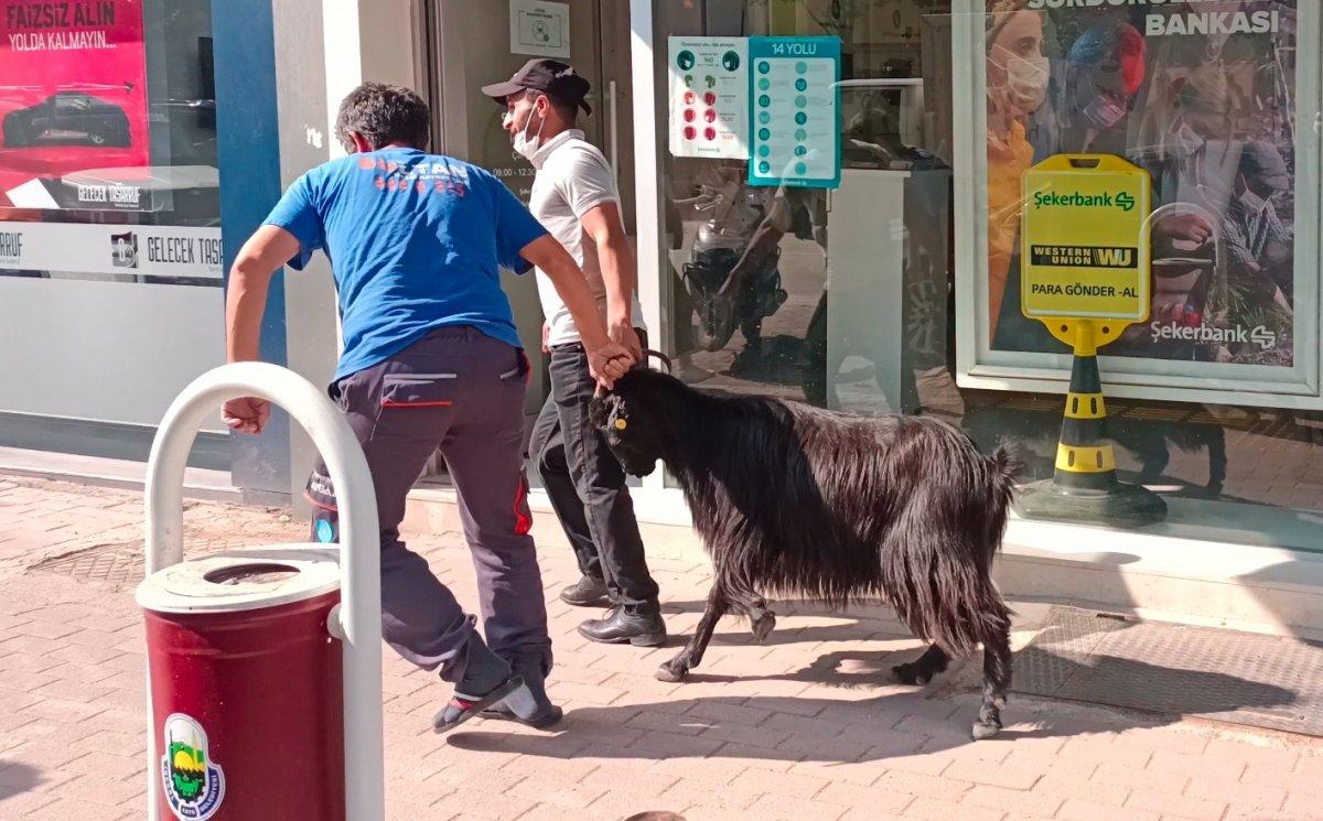 Bursa’da kurbanlık keçi kaçtı, trafik altüst oldu