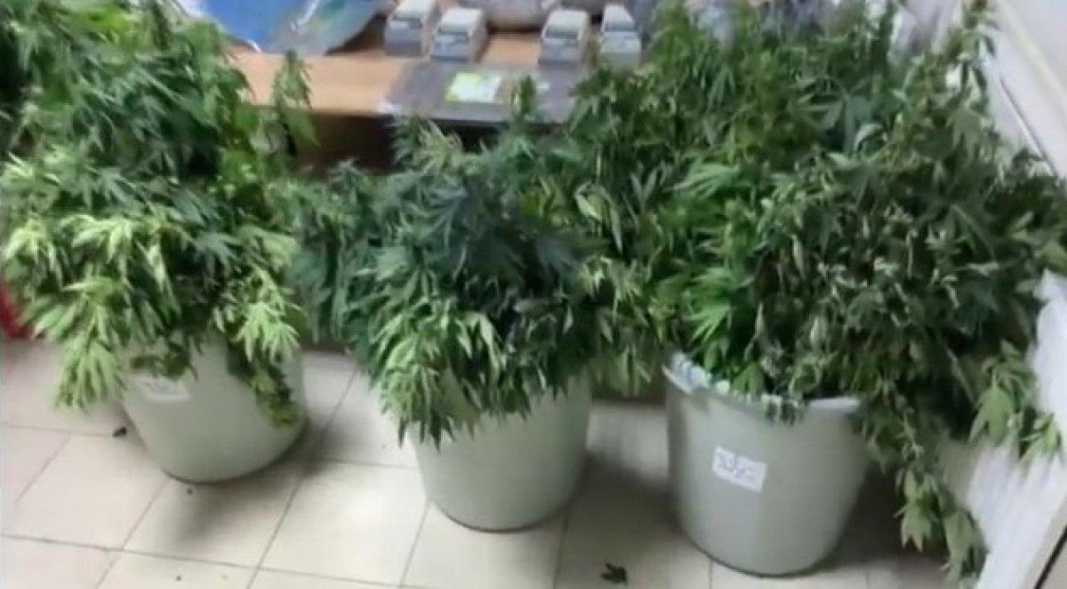 Beylikdüzü’nde deniz manzaralı villadan uyuşturucu serası çıktı